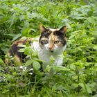 Cat in the meadow