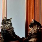 Cat in the mirror