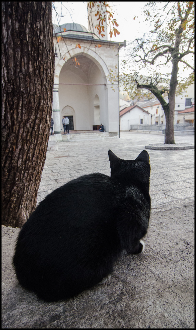 Cat in the Mosque I