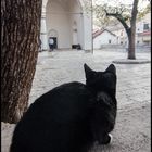 Cat in the Mosque I
