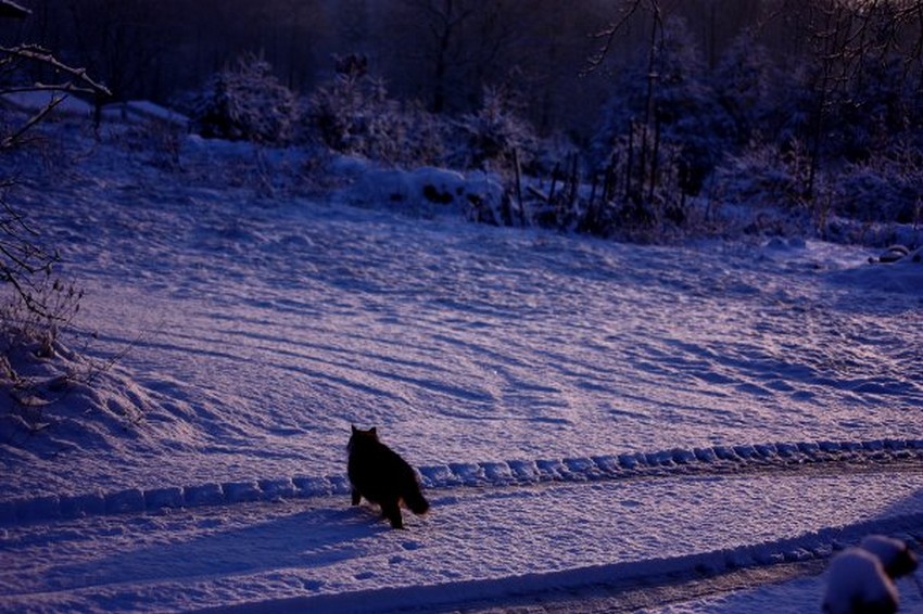 Cat in the snow !