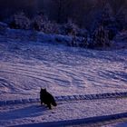 Cat in the snow !