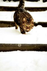 Cat in the snow