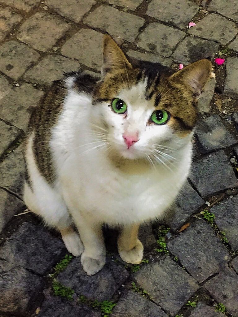 cat in the street