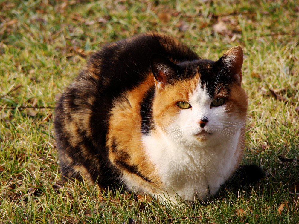 Cat in the sun