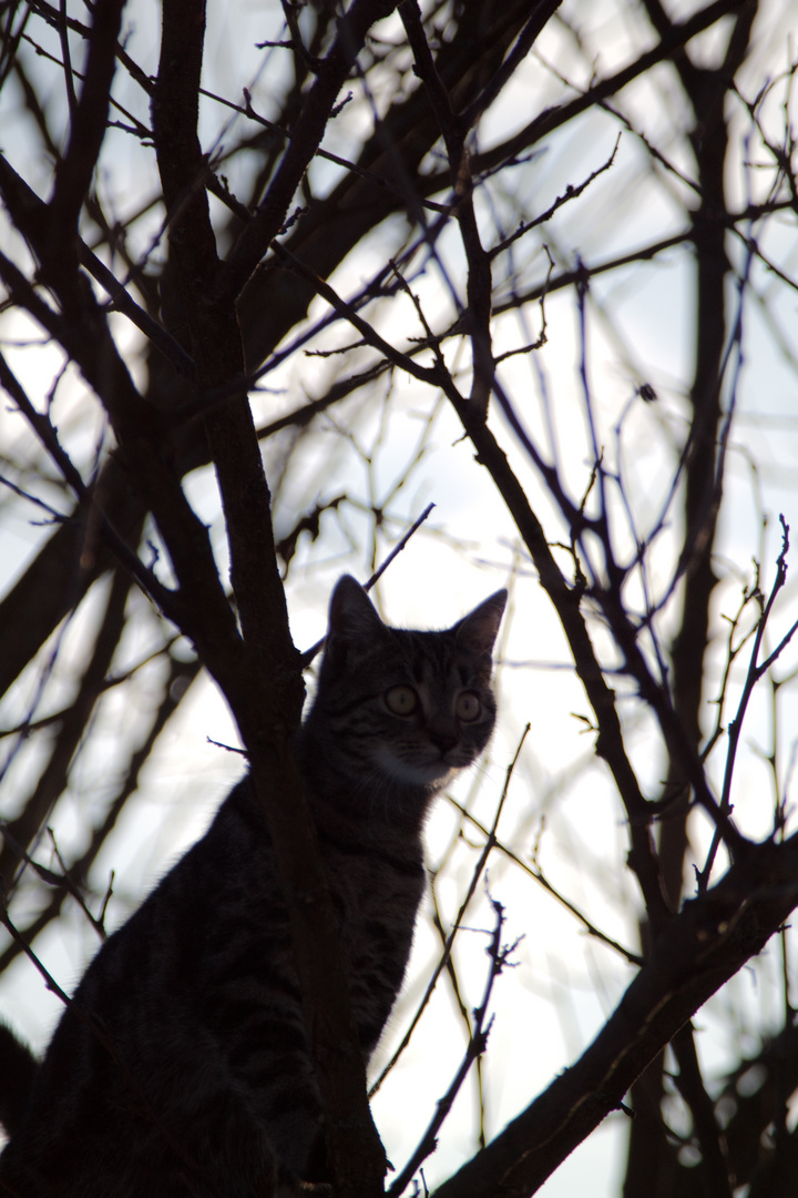 Cat in the Tree