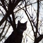 Cat in the Tree