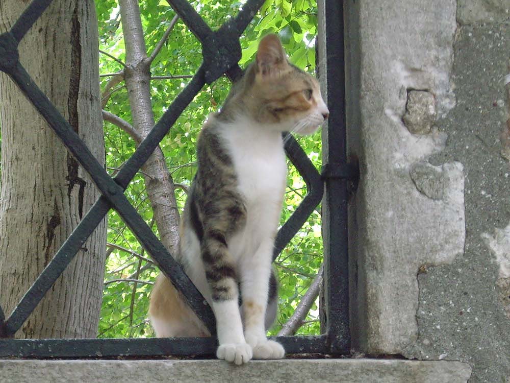 Cat in Turkey