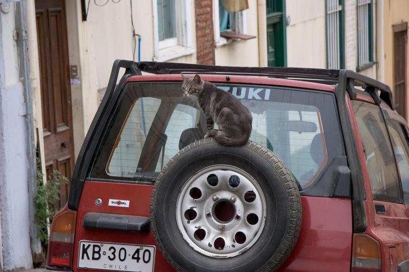 cat in Valparaiso