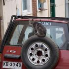 cat in Valparaiso