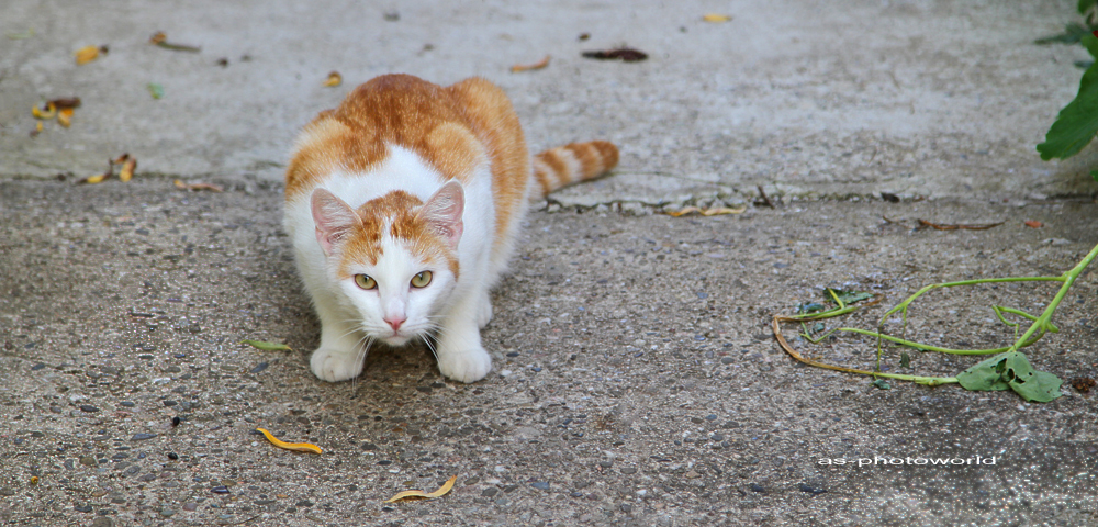 CAT in WAIT