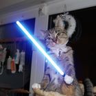 Cat Katze Gato Chibi Jediritter Meow Starwars