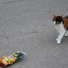 cat like chips