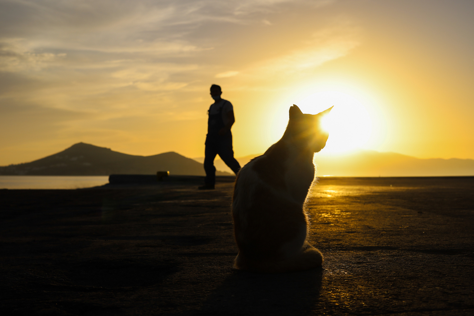 cat, man at the port