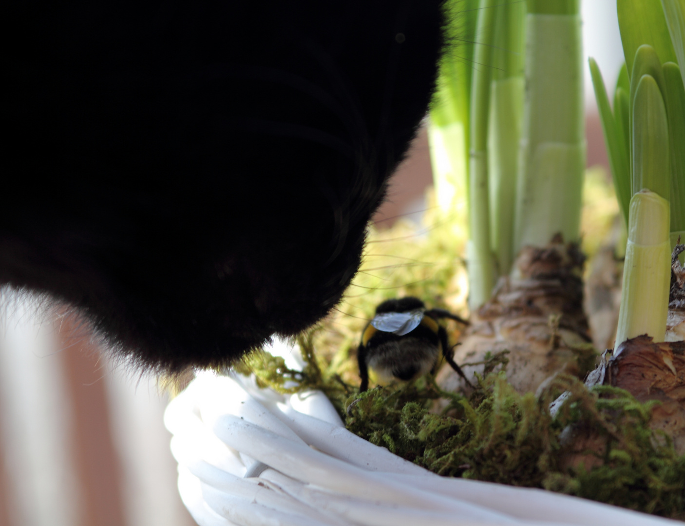 cat meets bumble bee