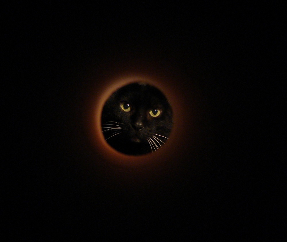 Cat-moon