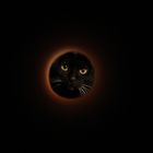 Cat-moon