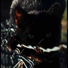 Cat noir...