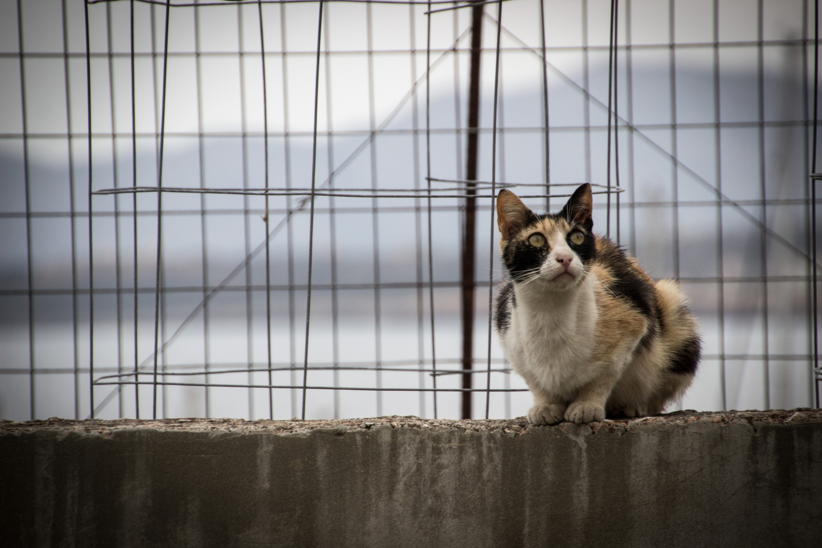 Cat of Crete