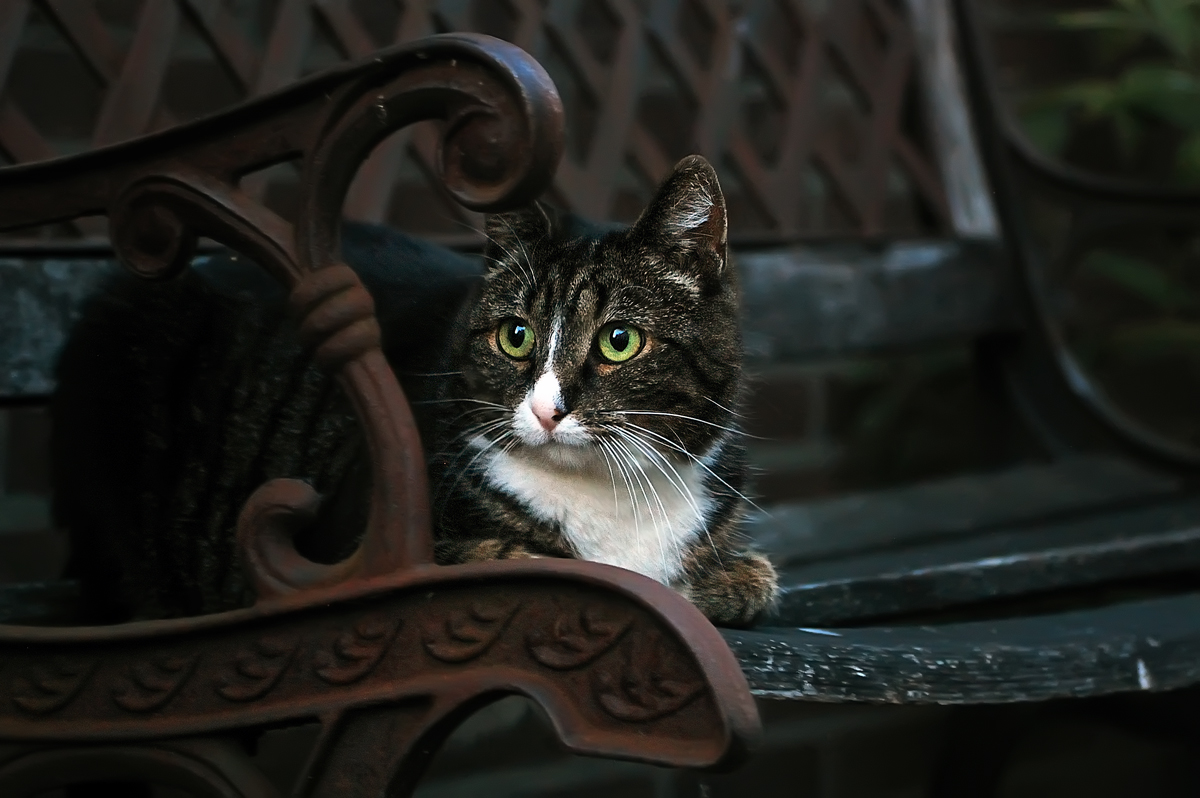 Cat on a bench