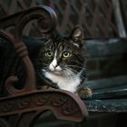 Cat on a bench