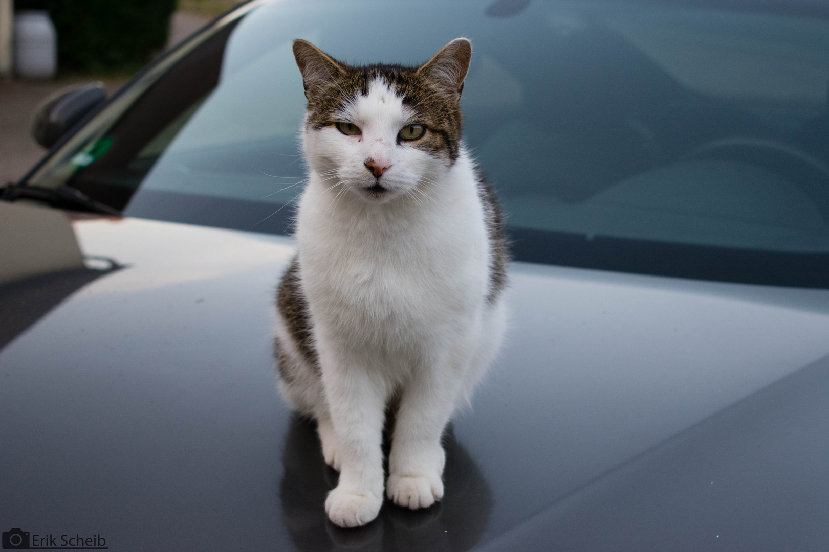 cat on a car 