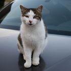 cat on a car 