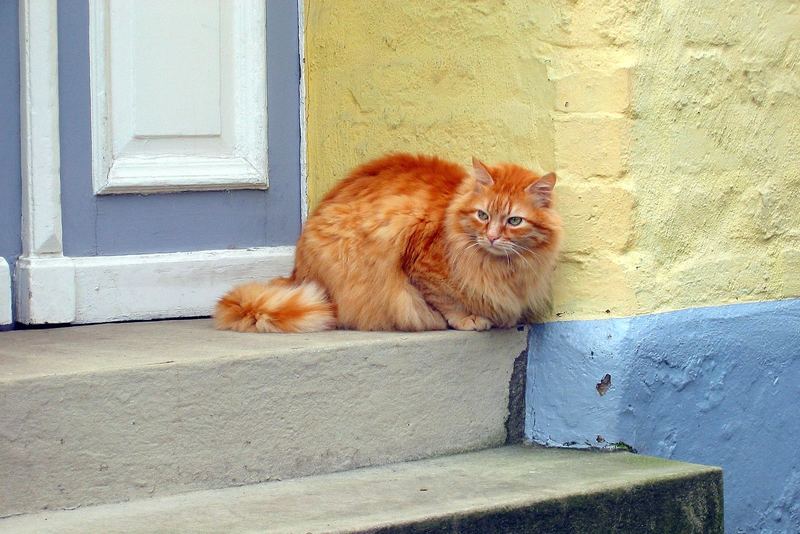 Cat On A Cold Stone Step