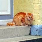 Cat On A Cold Stone Step