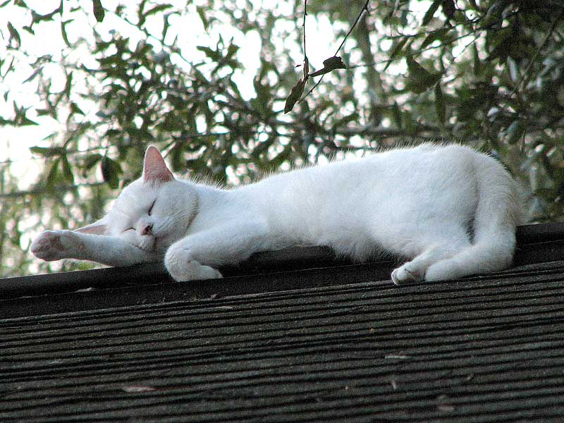 Cat on a hot fiberglass roof