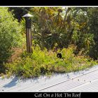 Cat On A Hot Tin Roof