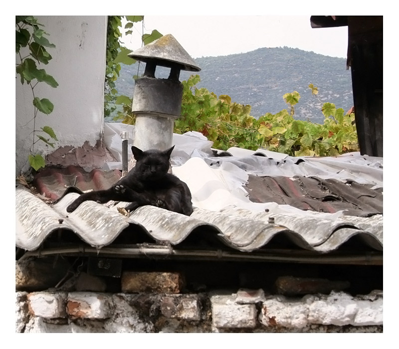 cat on a hot tin roof