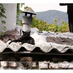 cat on a hot tin roof