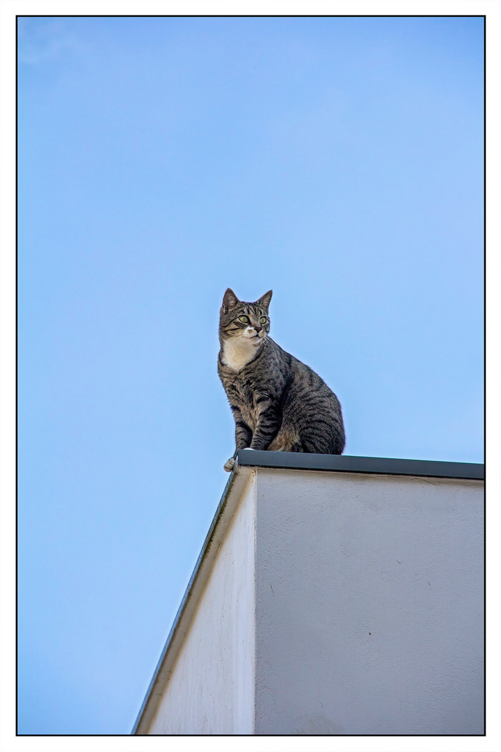 Cat on a Hot Tin Roof