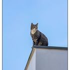 Cat on a Hot Tin Roof