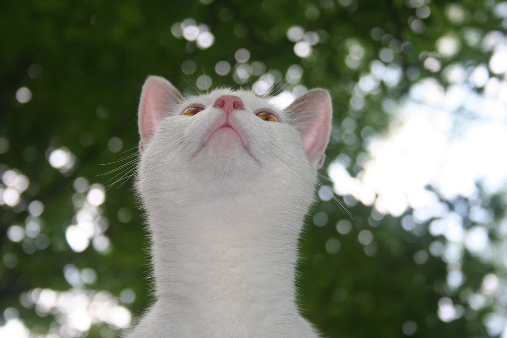 Cat On A Hot Tin Roof