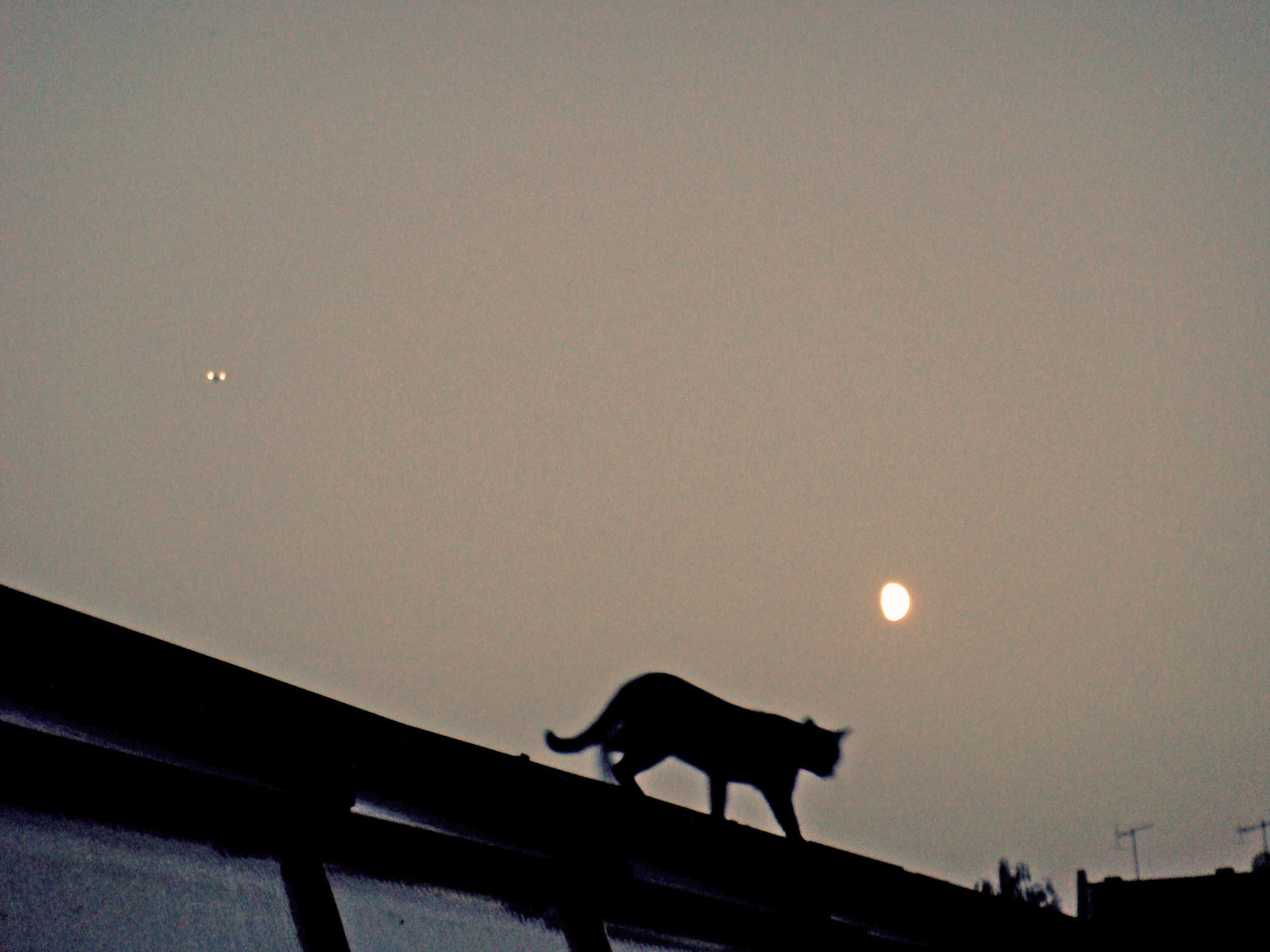 Cat on a roof