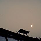 Cat on a roof