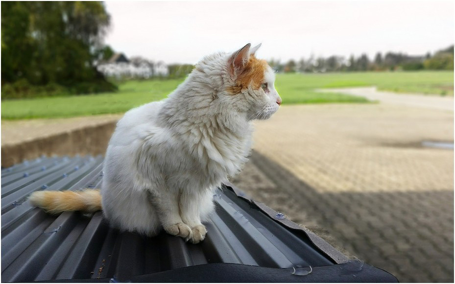 Cat on a Tin Roof