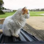 Cat on a Tin Roof