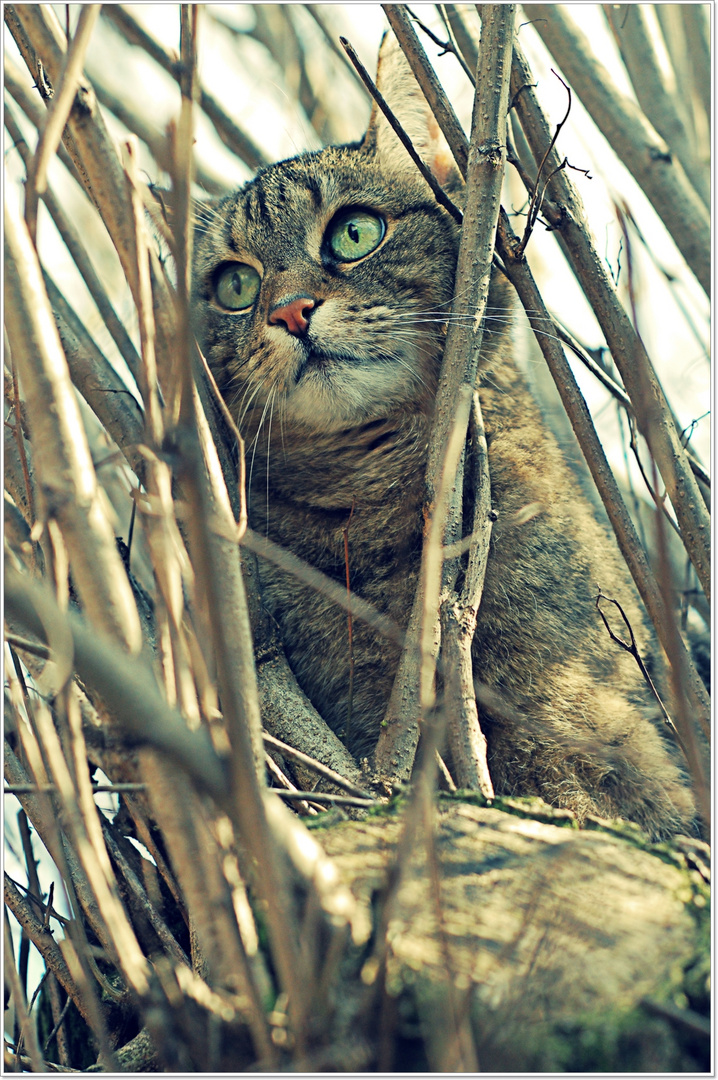 cat on a tree