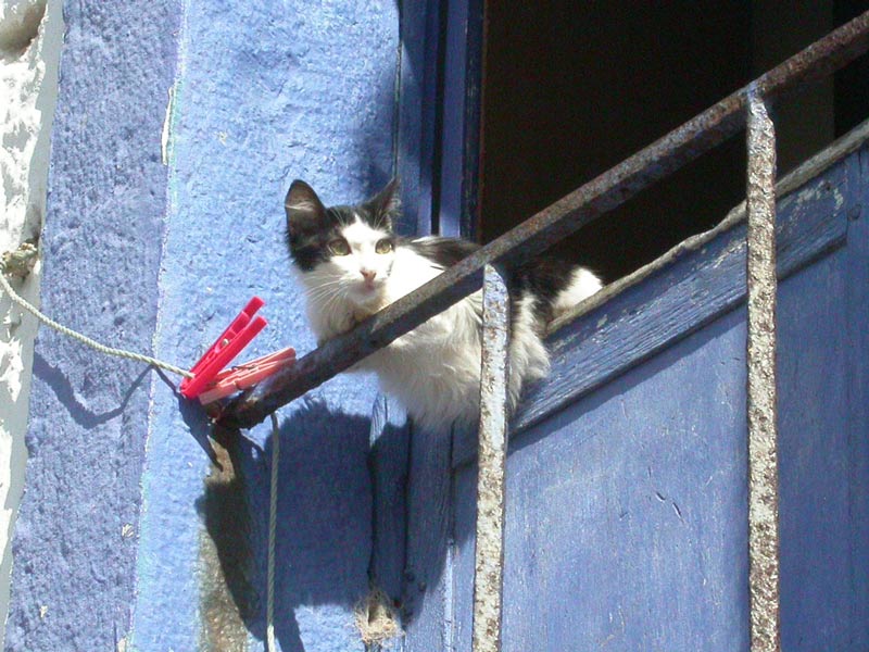 Cat on a window