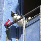 Cat on a window