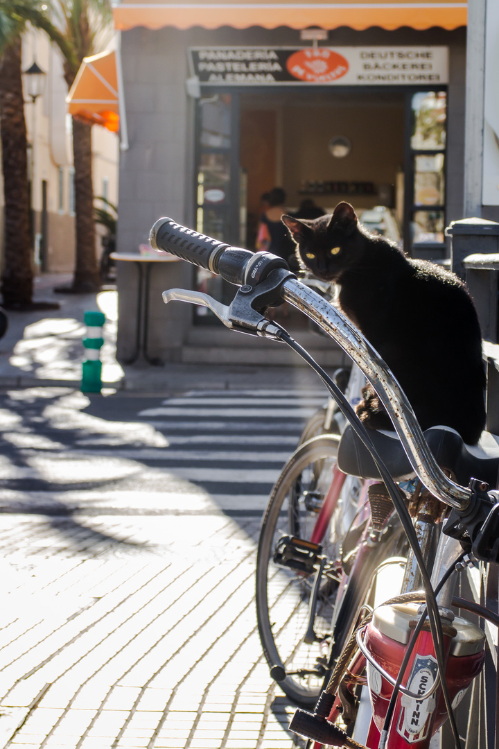 cat on bike