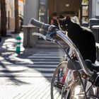 cat on bike