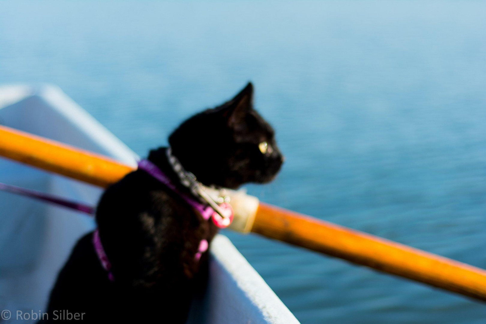 Cat on board