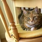 CAT ON CHAIR