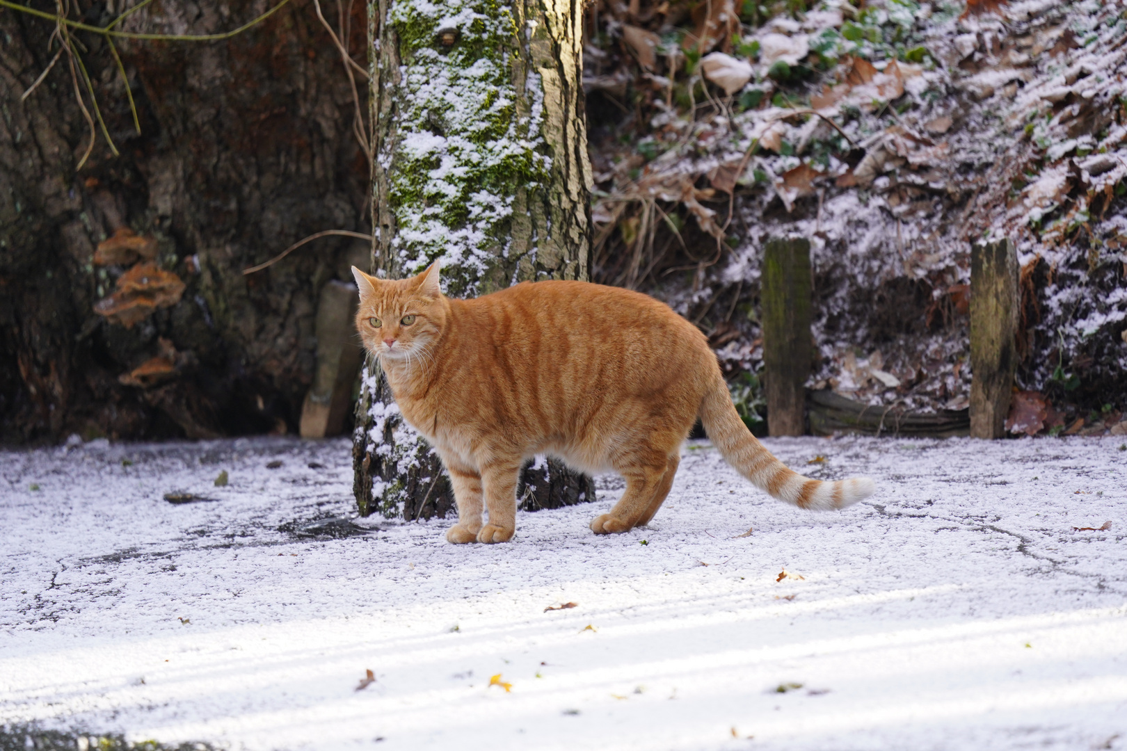 Cat On Ice