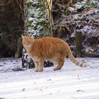 Cat On Ice