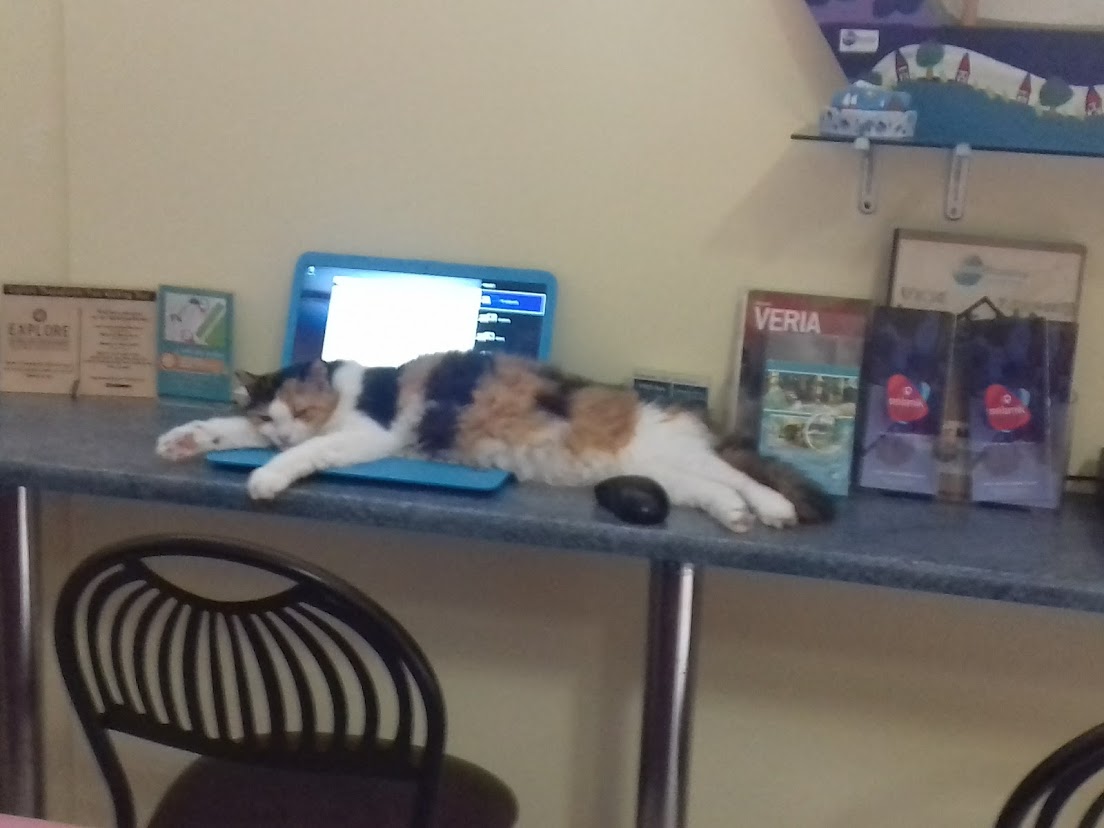 cat on laptop